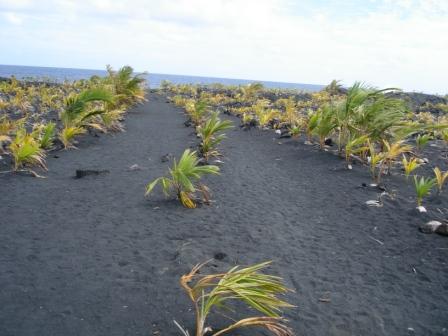 path to beach in Kalapana